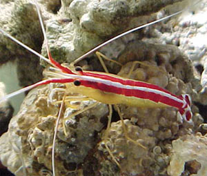 Lysmata Grabhami