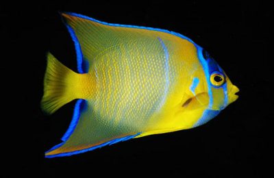 Holocanthus ciliaris