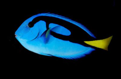 Paracanthurus hepatus