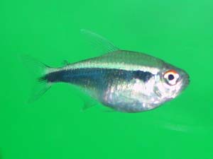 Hyphessobrycon herbertaxelrodi