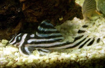 Hypancistrus zebra