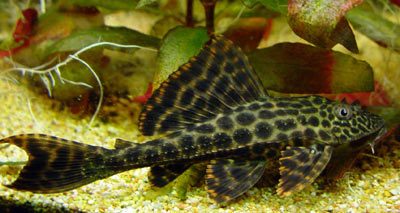 Hypostomus punctatus