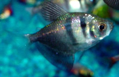 Gymnocorymbus ternetzi