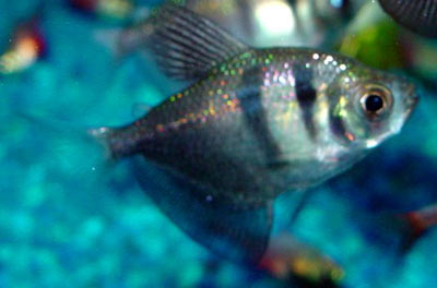 Gymnocorymbus ternetzi