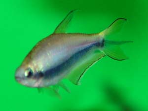 Nematobrycon palmeri