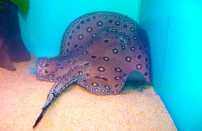 Potamotrygon laticeps