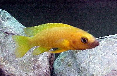 Neolamprologus leleupi