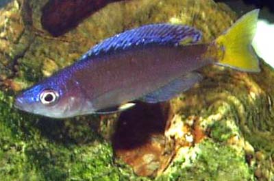 Cyprichromis leptosoma
