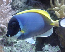 Acanthurus leucosternon