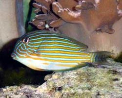 Acanthurus lineatus