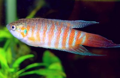 Macropodus opercularis