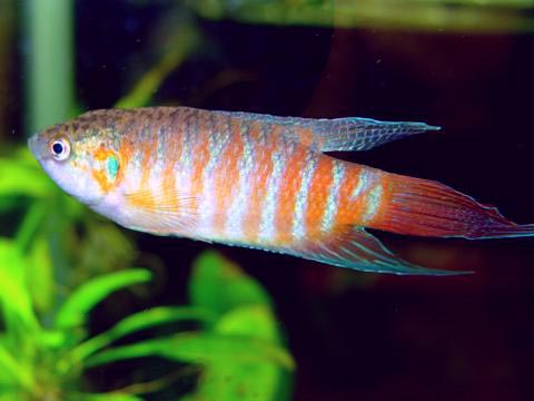 Macropodus opercularis