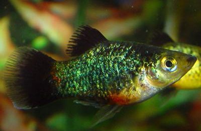 Xiphophorus maculatus