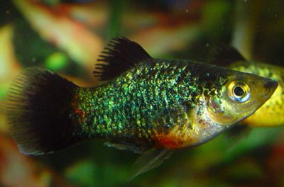 Xiphophorus maculatus