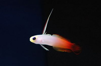 Nemateleotris magnifica