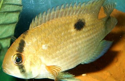 Cleithracara maronii