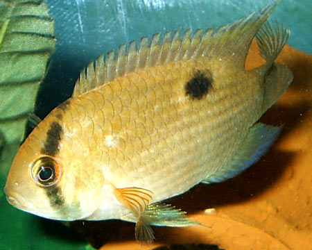 Cleithracara maronii