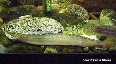 Mastacembelus armatus