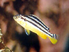 Melanochromis auratus