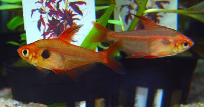 Megalamphodus sweglesi