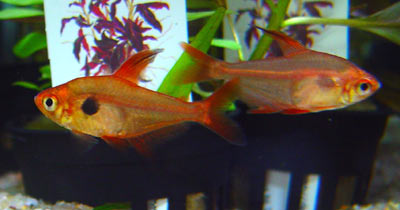 Megalamphodus sweglesi