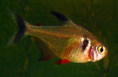 Megalamphodus megalopterus