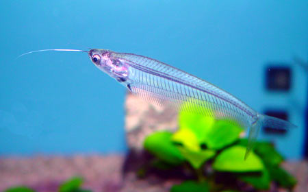 Kryptopterus minor