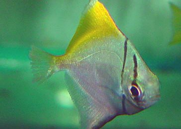 Monodactylus argenteus