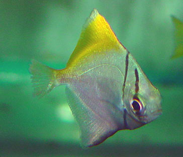 Monodactylus argenteus