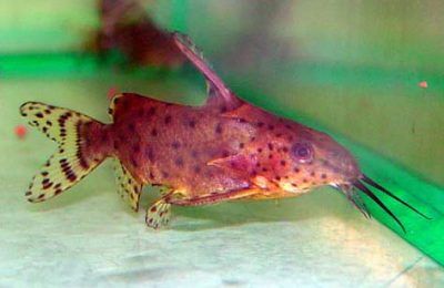 Synodontis nigriventris
