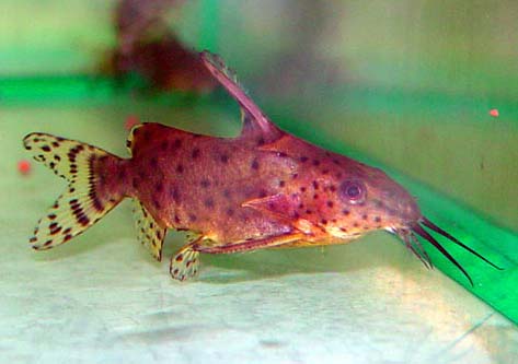 Synodontis nigriventris