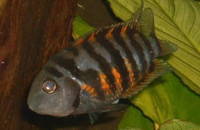 Cichlasoma nigrofasciatum