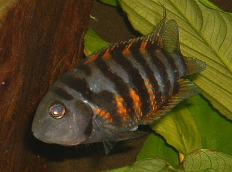 Cichlasoma nigrofasciatum