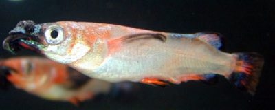 Nomorhamphus liemi liemi