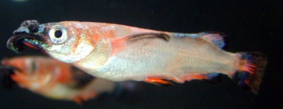 Nomorhamphus liemi liemi