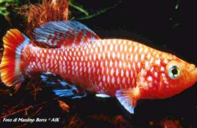 Nothobranchius rachovii