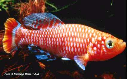 Nothobranchius rachovii