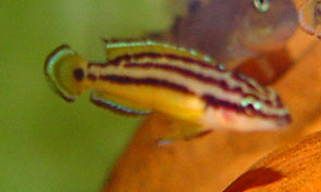 Julidochromis ornatus