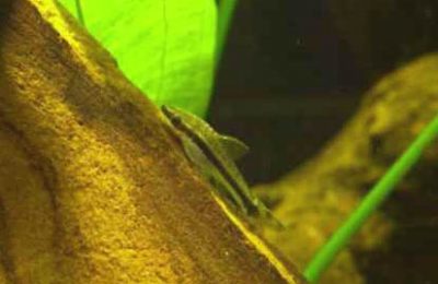 Otocinclus affinis