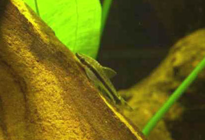 Otocinclus affinis