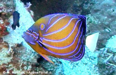 Pomacanthus annularis