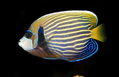 Pomacanthus imperator