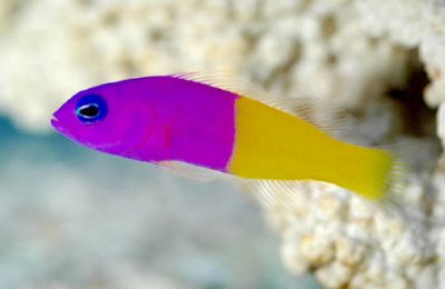 Pseudochromis Paccagnellae