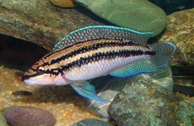 Julidochromis dickfeldi