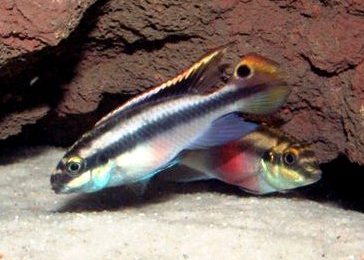 Pelvicachromis pulcher