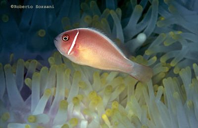 Amphiprion perideraion