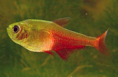 Hyphessobrycon flammeus