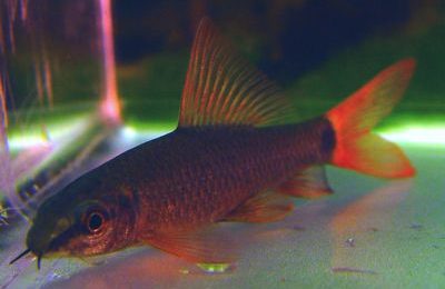 Epalzeorhyncos bicolor