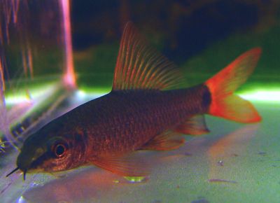 Epalzeorhyncos bicolor