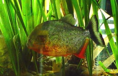 Serrasalmus nattereri